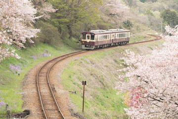 桜とわたらせ渓谷鐵道