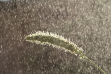 dewdrop