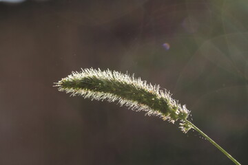 Fototapeta premium dewdrop