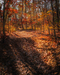 Walking trail in the autumn forest. Tranquil sunlit footpath in the morning woods on Cape Cod in November.