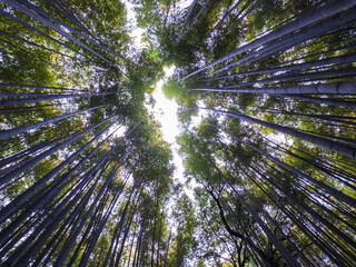 京都嵐山。凛とした竹林。Arashiyama in Kyoto, Japan. A dignified bamboo grove.