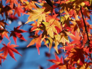 色づき始めたモミジの葉