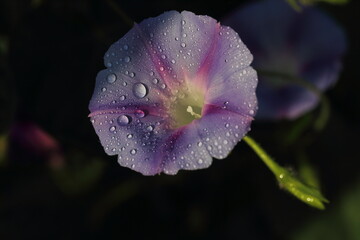 dewdrop