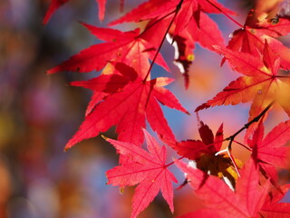 色づき始めたモミジの葉