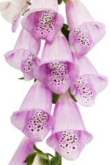 Flower of foxglove closeup, lat. Digitalis, isolated on white background