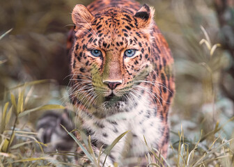 Panthère de l'Amour (Léopard) - Panthera Pardus Orientalis