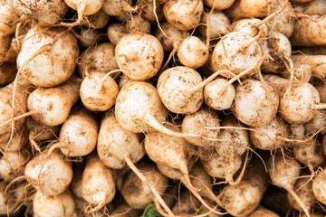 fresh and fresh radish farm radish and radish kimchi, 신선하고 싱싱한  무우농장의 무우와 무우김치