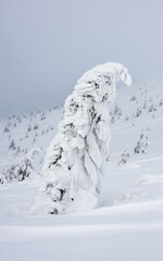 Snow-covered tree on a mountainside. Winter mountain landscape. Fir on a mountain slope covered with a layer of snow.