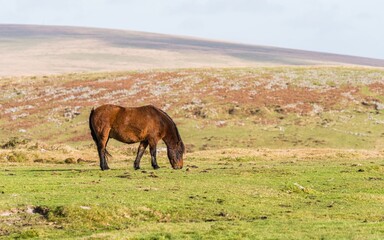 Wild horses over Sharpitor in autumn colours, Dartmoor National Park, Devon, England, Europe