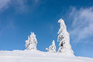 Fototapeta na wymiar Winter mountain landscape. Snow-covered trees on a background of blue sky.