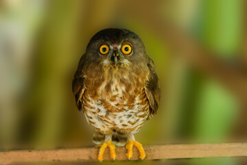 Little Owl in nature habitat. Yellow big eye. Owl in the forest.