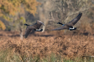 Canada geese in flight