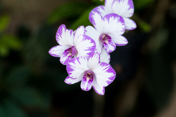 Beautiful purple and white orchid flowers on nature greenery bokeh background