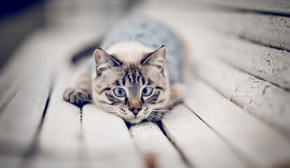 Portrait of a Thai cat in a sweater on a park bench.