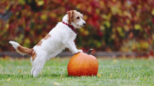 Cute funny playful pet dog puppy standing on a pumpkin and running. Happy thanksgiving day concept.