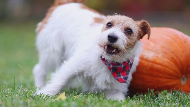 Cute funny playful pet dog puppy playing and chewing, eating a pumpkin. Happy thanksgiving day or halloween.
