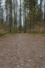 Ein Weg im herbstlichen Wald