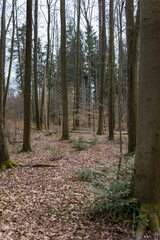 Laub im Wald