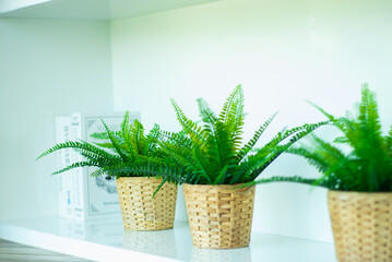 Closeup group of plastic tree in the bamboo baskets on the white background