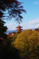 Fototapeta premium 秋の葉と神社
