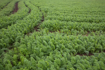 carrots from jeju carro farm, fresh and fresh, 신선하고 싱싱한 제주도 당근농장의 당근