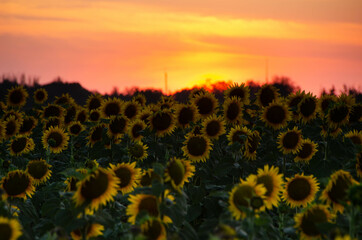 field of sunflowers