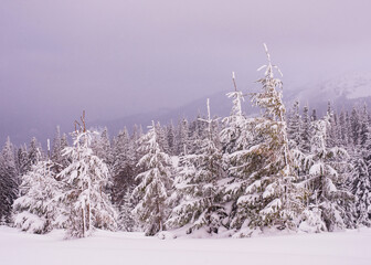 Snow-covered trees. Winter landscape.