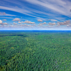Forest in summer, top view