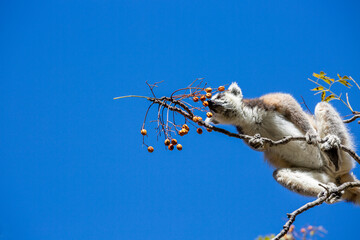 A ring-shaped lemur (lemur catta) sits on a tree. Blue background . Madagascar.