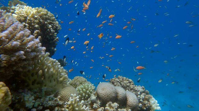 Colorful tropical fishes on beautiful coral reef. Arabian Chromis (Chromis flavaxilla), Half-and-half Chromis (Chromis dimidiata) and Lyretail Anthias (Pseudanthias squamipinnis). 4K-60fps