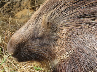 アフリカタテガミヤマアラシ