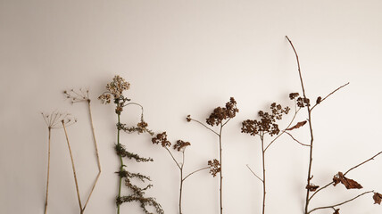 Dry herbs, dried flowers, autumn plants, herbarium.