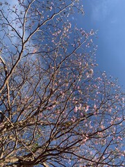tree in bloom