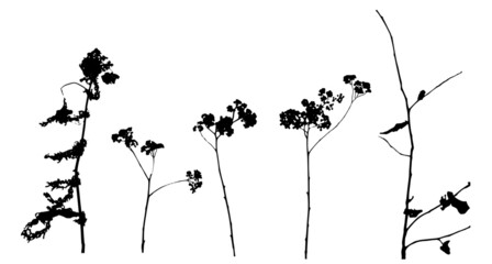 Leaves of tropical plants.  Vector illustration. Black silhouette.