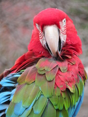 ベニコンゴウインコ
