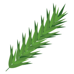 fir leaf plant
