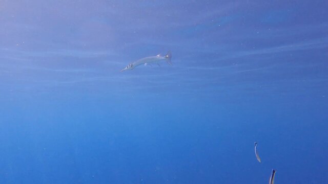 Needlefish stand over top of coral reef on cleaning station. 4K-60fps