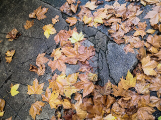 Close up of cracked sidewalk covered with plane tree leaves and rain in autumn