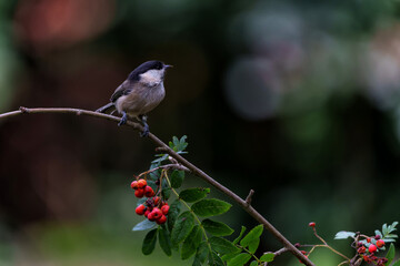 Marsh tit (Poecile palustris) sitting on a branch with red berries with a dark background in the forest in the south of the Netherlands          