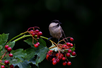 Marsh tit (Poecile palustris) sitting on a branch with red berries with a dark background in the forest in the south of the Netherlands          