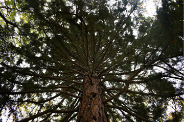 High ponderosa pine seen from below with many branches