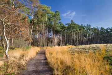 Wanderweg in den Holmer Sandbergen Spätherbst