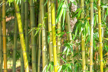Fototapeta na wymiar Bamboo thickets, trunks and leaves of a plant.