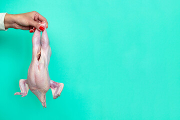 a woman's hand holds chicken carcass. red manicure. chicken in girl's hand. Hen. horizontal image