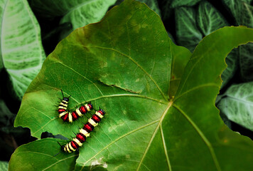 Yellow, red, black striped caterpillars are eating leaves. shot from high angle