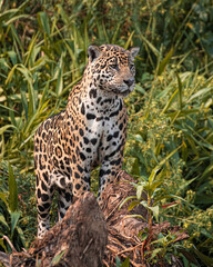 Jaguar on the tree 