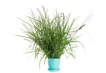 Green grass, nature, in a ceramic pot isolated on a white background