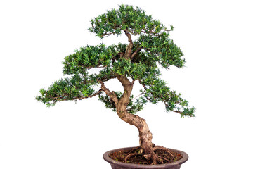 classic bonsai tree on isolated background
