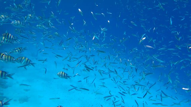 Massive school of little fish feeds in the blue water in sunrays. Shoal of Blue sprat, Delicate round herring or blueback sprat (Spratelloides delicatulus). 4K-60fps