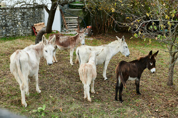 Fototapeta premium Brown and White donkeys, Artziniega